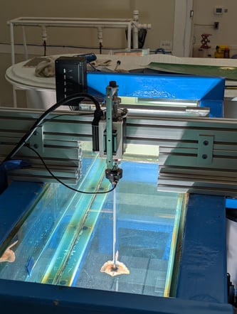 Rig_deceased_skate (1)